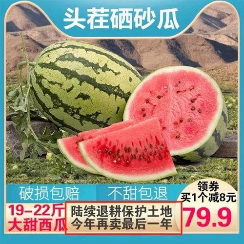 欢乐猪窝吃瓜,趣味横生的乡村生活剪影