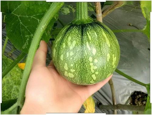 土家小木吃瓜,探寻传统美食与瓜果的完美邂逅